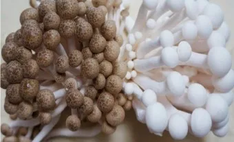 만가닥버섯 효능_20