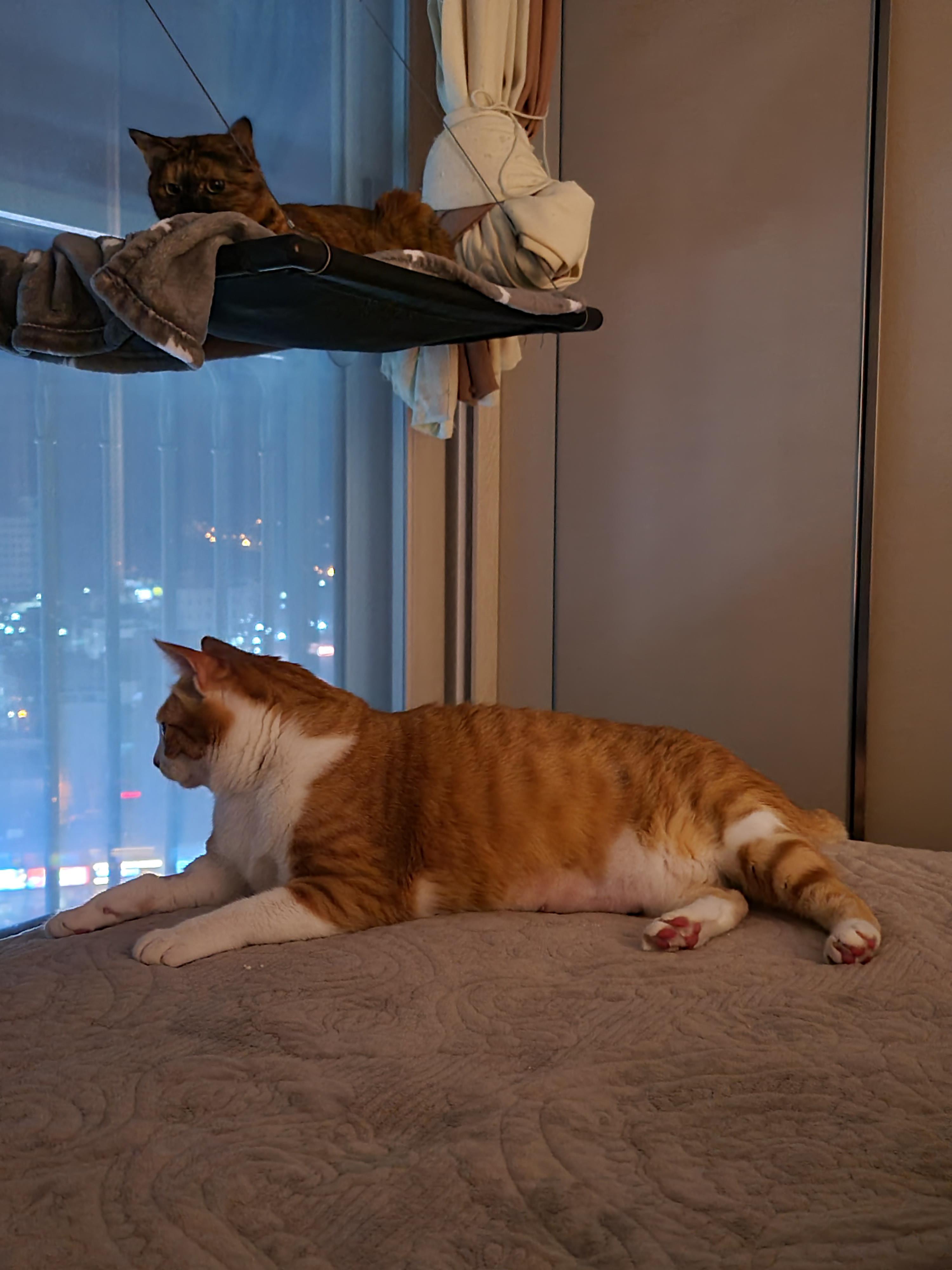 황달로 인한 호야의 입원. 고양이 황달.