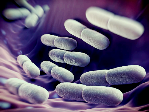 프로폴리스 효능