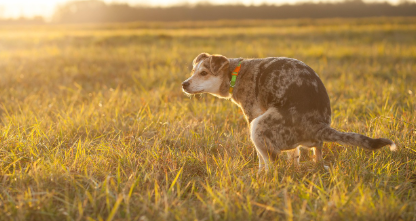 배변장애 자가체크! 나는 어느 유형일까?(배변유형, 변비진단, 장활동)의 이미지