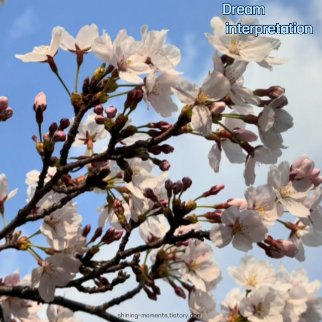 봄을 알리는 꽃이 나오는 꿈 20가지 & 해몽