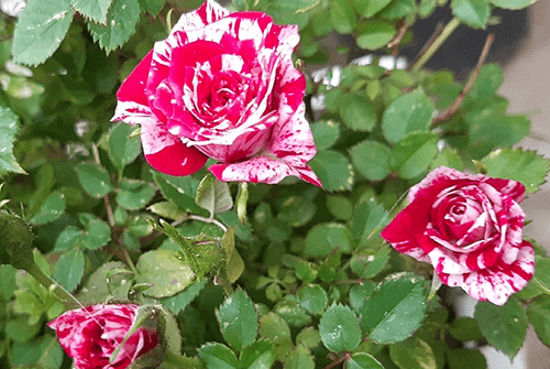 찔레장미4