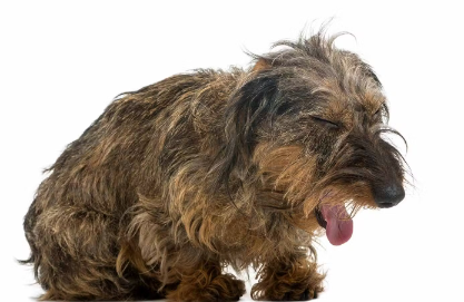 하얀 거품을 토한다?