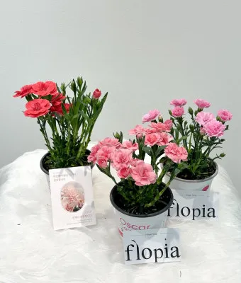 카네이션 화분 키우는 방법 생화 꽃바구니 관리_14