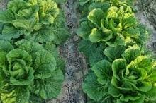 2024 절임배추 구매 방법 사전 예약