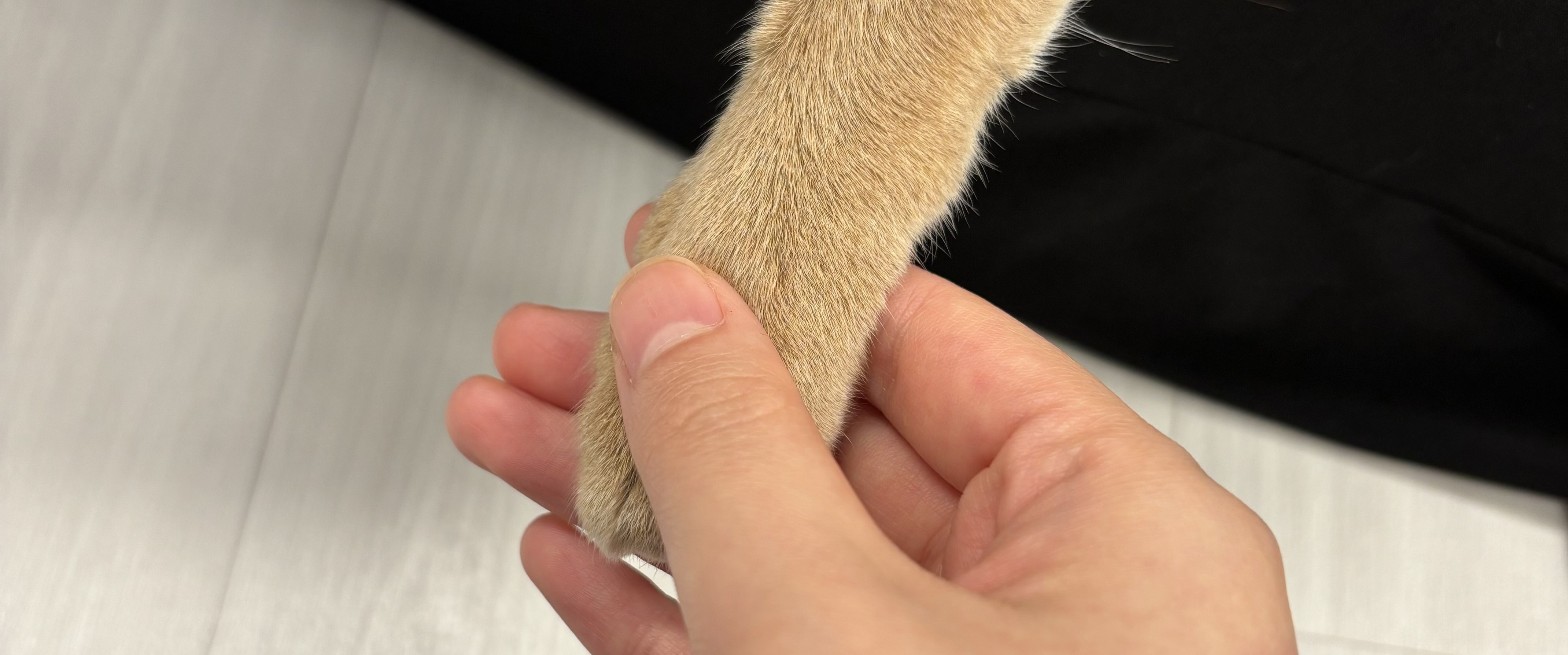 얼렁뚱땅 개발자 :: 서막