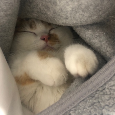 먼치킨고양이