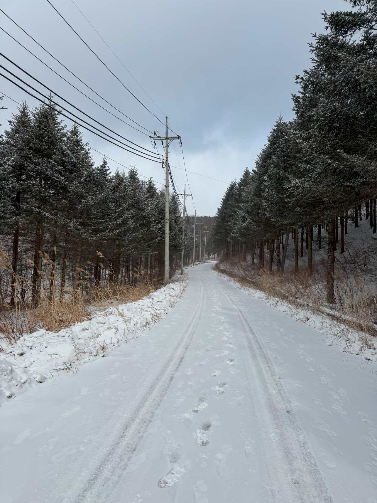 선자령 올라가는길 초입 임도