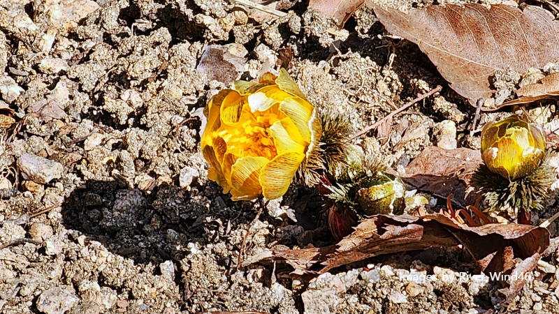 복수초(福壽草),측금잔화(側金盞花),설연화(雪蓮花)