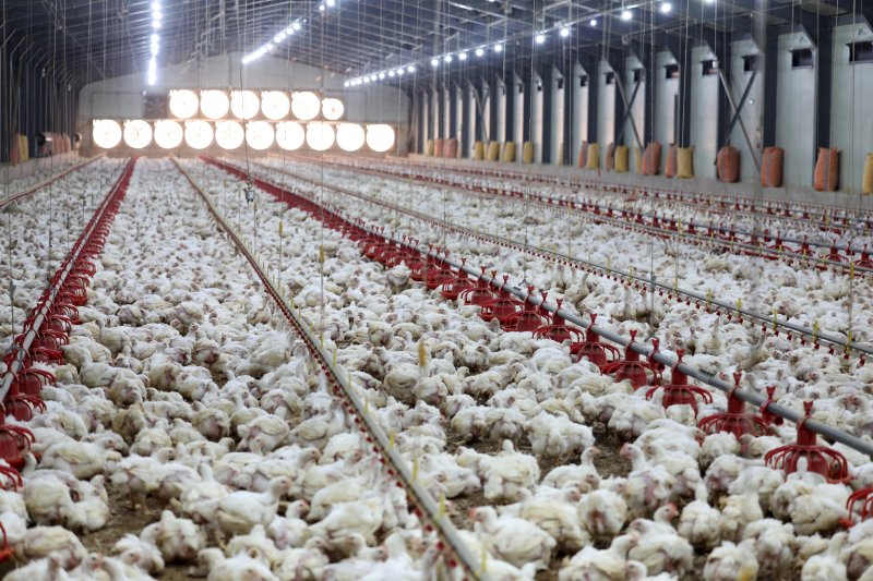 연일 폭염특보가 이어지고 있는 전남 나주시 세지면의 한 양계장에서 더위에 지친 닭들이 움직이지 않고 있다.