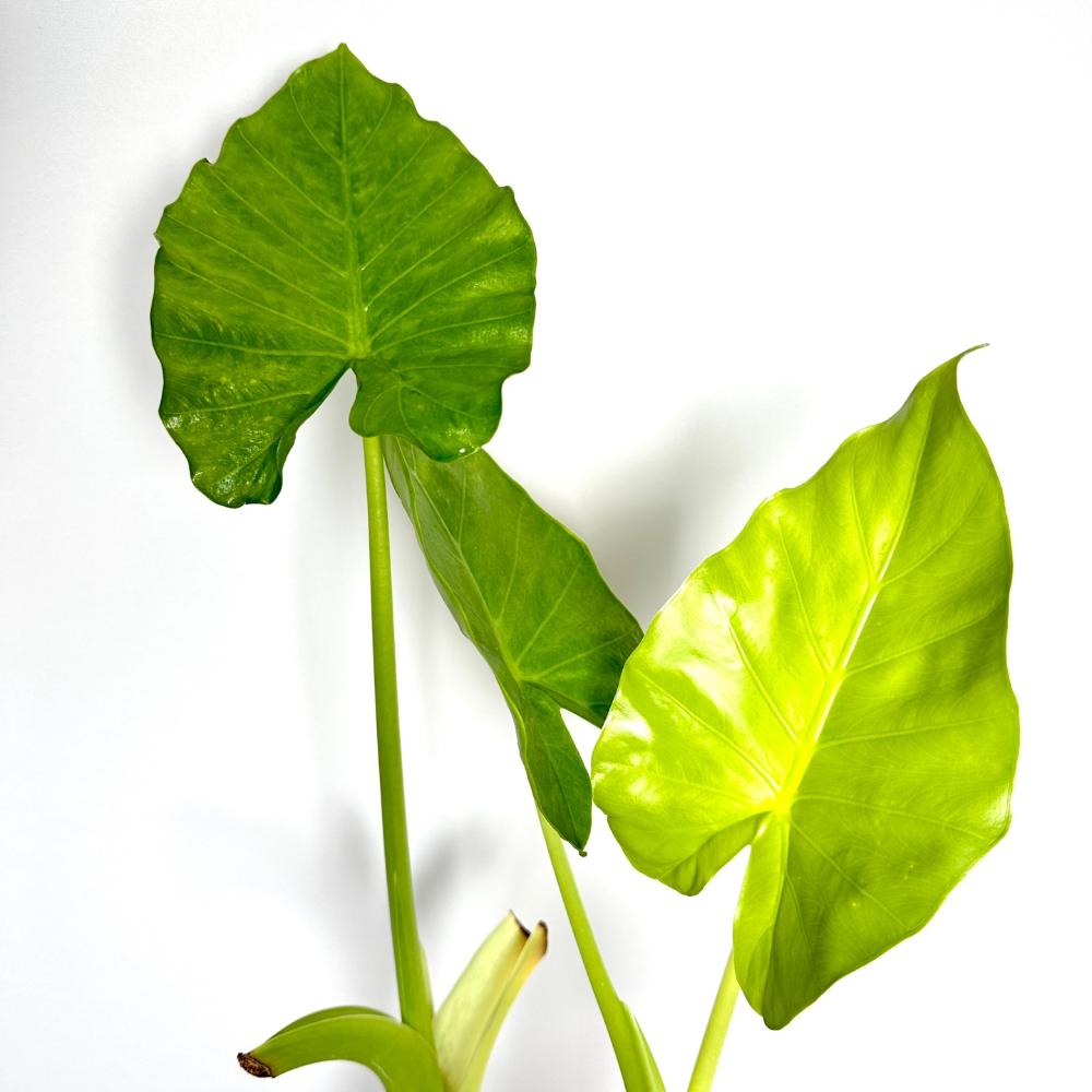 알로카시아 키우는법 번식 꽃 키우기