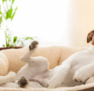 강아지 십자인대 파열 증상, 수술비 총정리