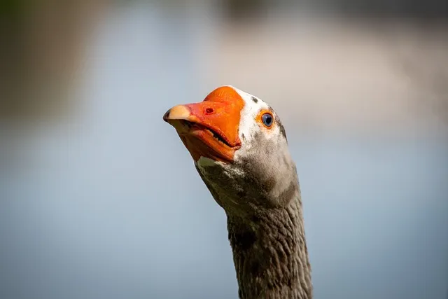 거위발 건염 원인과 증상 무릎 안쪽 통증 치료법 정리_6