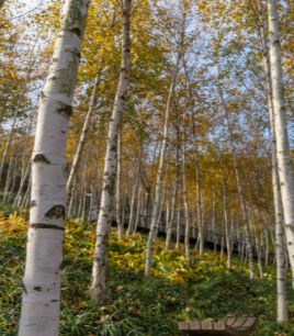 화담숲 예약 모노레일 예약 관람방법