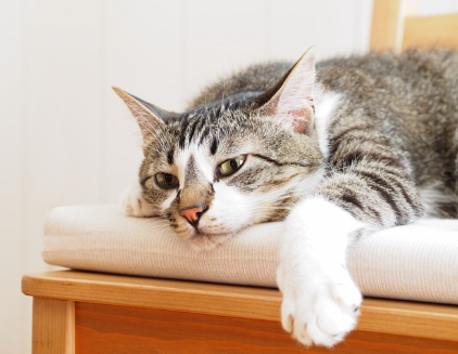 의자 위에서 달랑거리는 고양이.