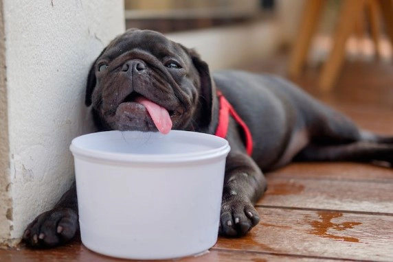 더위 먹었을때 증상 20가지