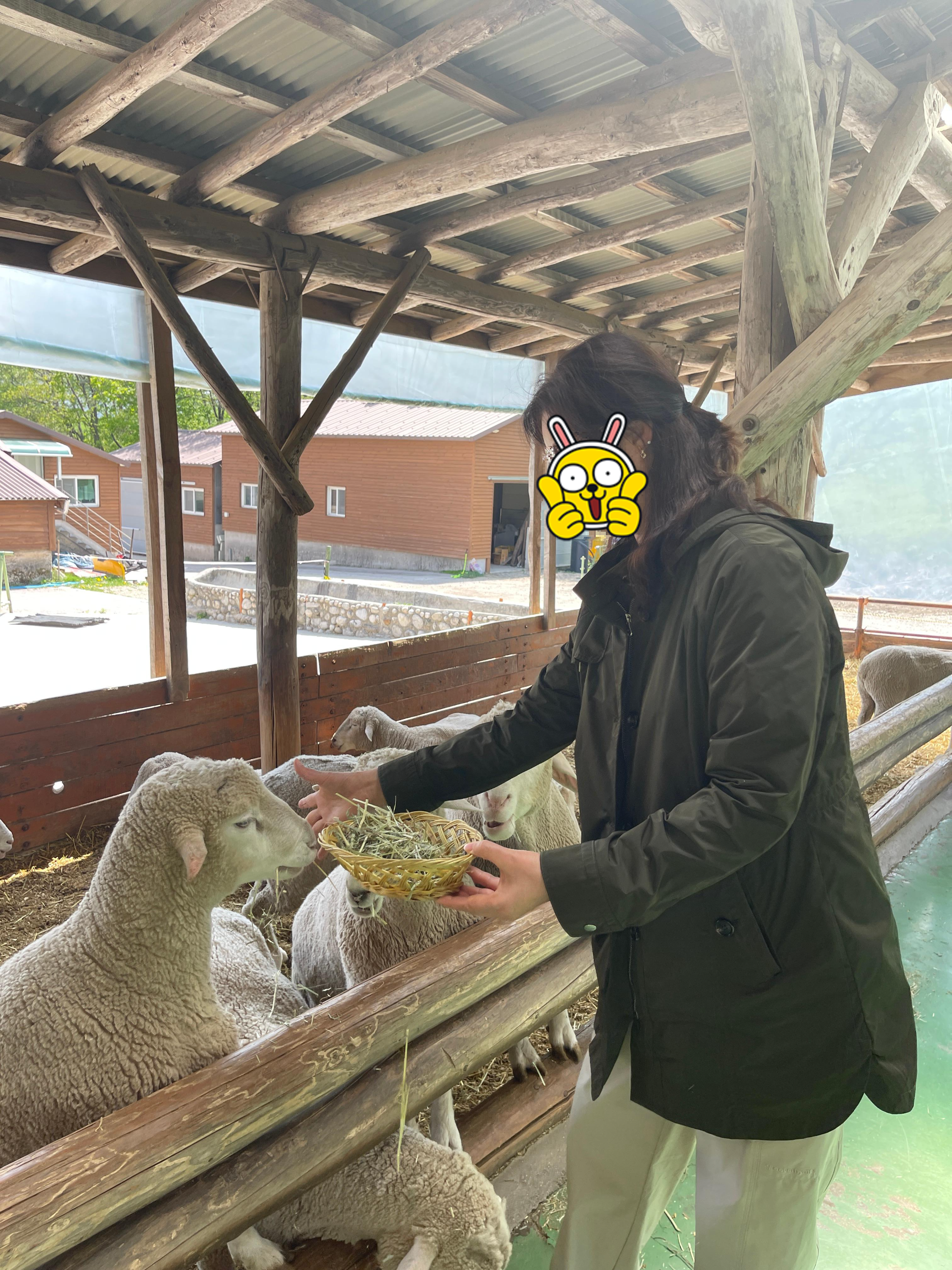 대관령양떼목장에서 풀주는 모습