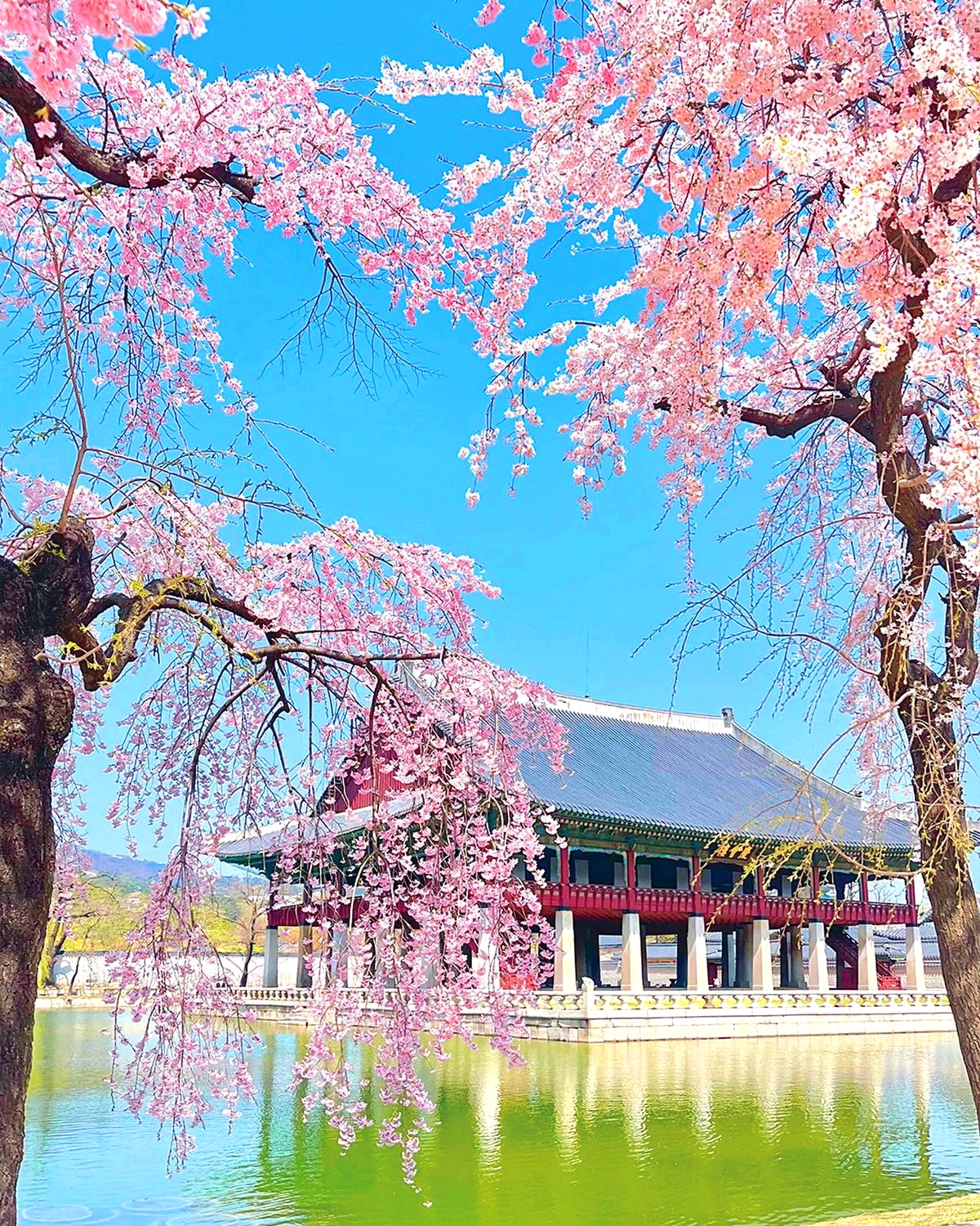 벚꽃축제