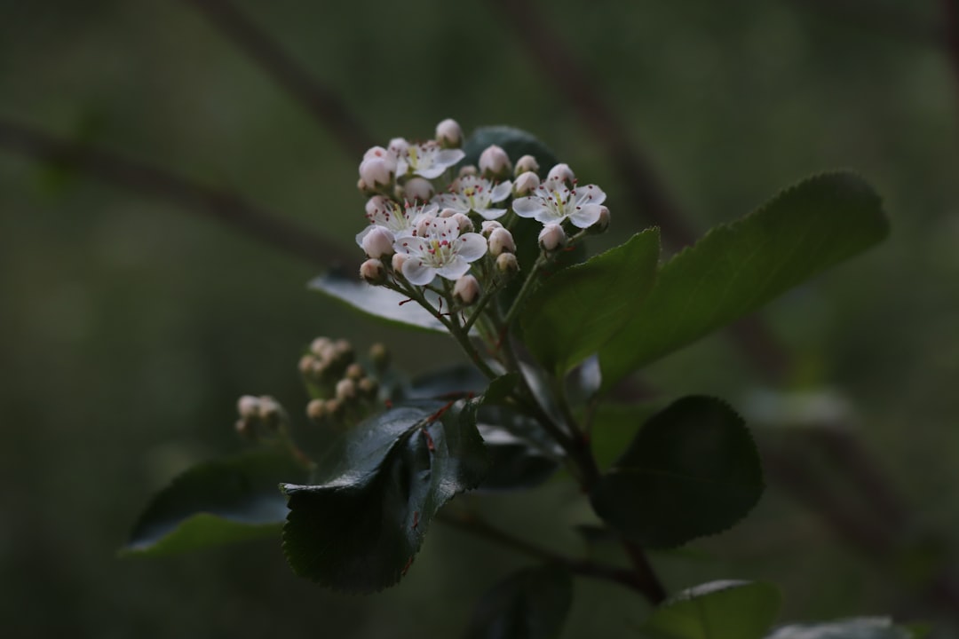 Boswellia
