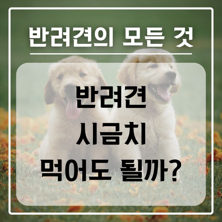 반려견 시금치 급여 가능 여부, 적정량, 주의사항