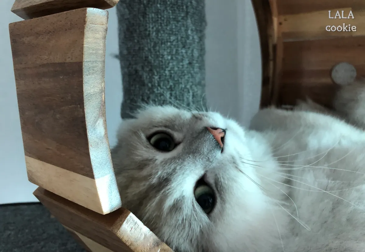 고양이-처음-키울때-힘든점도-있지만-사랑하는-고양이