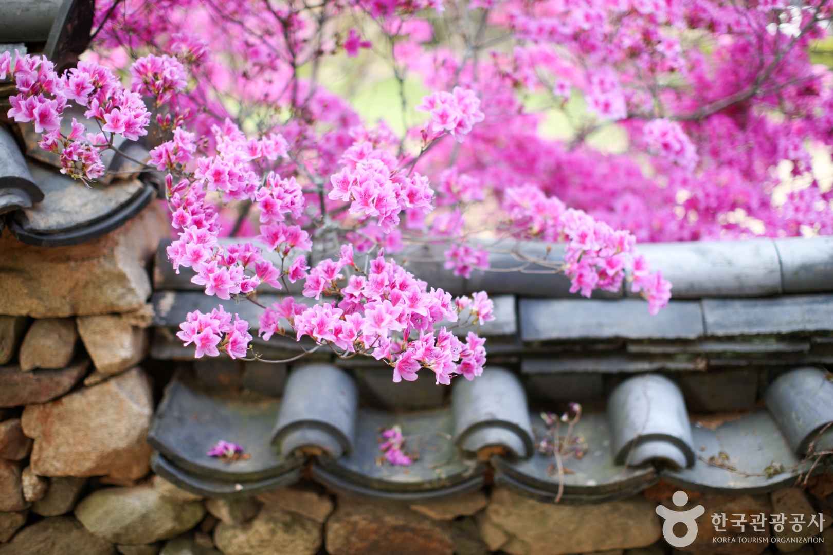 순천 선암사 홍매화