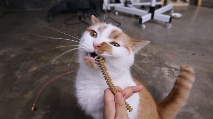 고양이건강관리