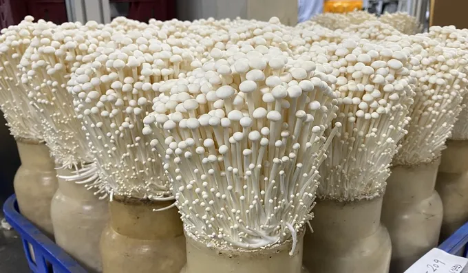 팽이버섯 재배 저온 관리 병해 예방 깔끔한 세척_6