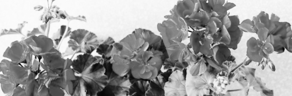 제라늄 종류, 제라늄 꽃말