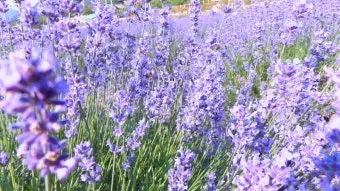 라벤더 재배 배수 확보 햇빛 관리 향 오래 유지_5