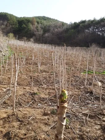두릅 재배 순 수확 시기 가지치기 겨울 보온_14