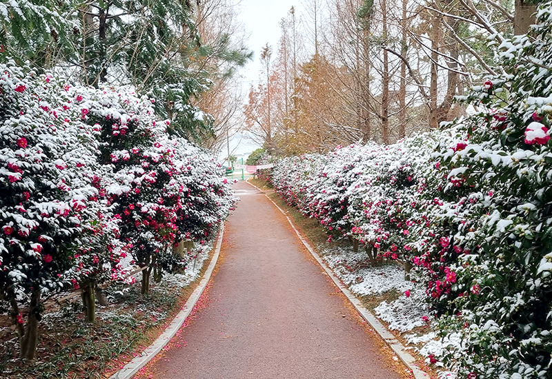 섬 겨울꽃 축제 2