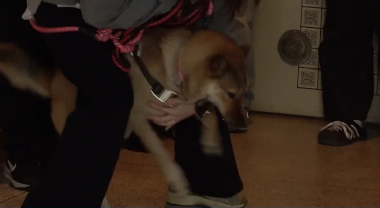 개훌륭 진돗개 이쁘니