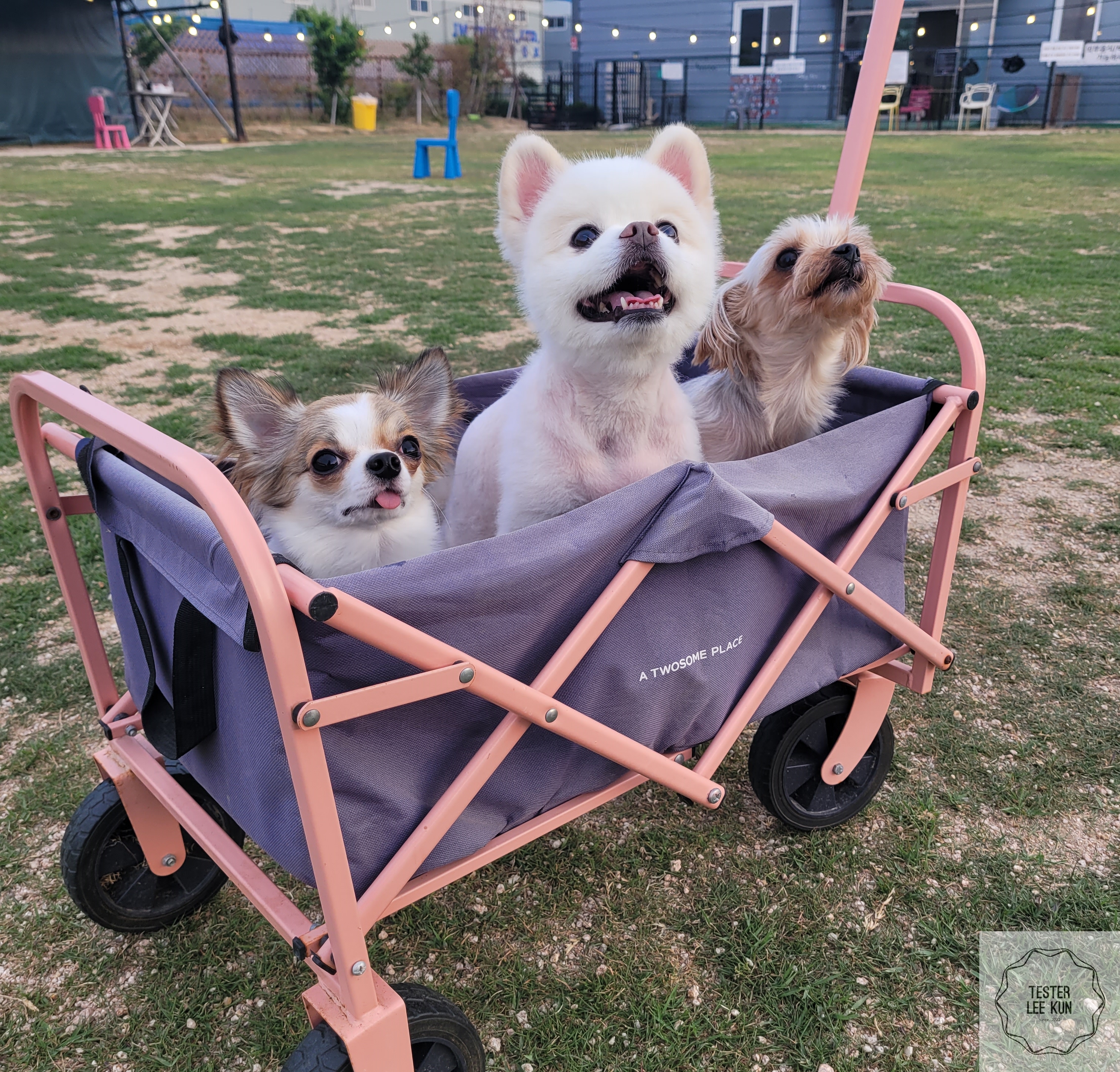 장난감 강아지2