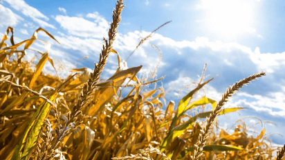 2024년 기본형 공익직불금 신청방법을 알고 싶어하는 신청자격이 되는 농민과 관련된 농지 사진