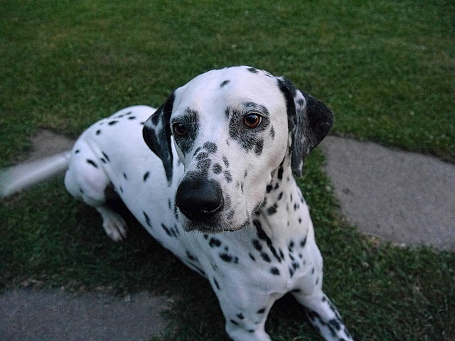 달마시안(dalmatian)