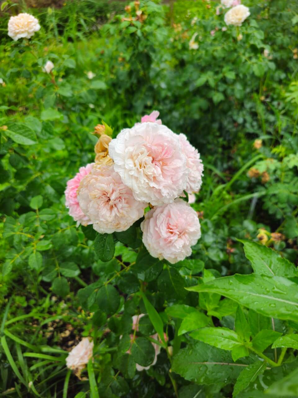 장애인 권리 보장 위한 국제협약 분석