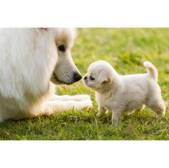 성견과 새끼강아지