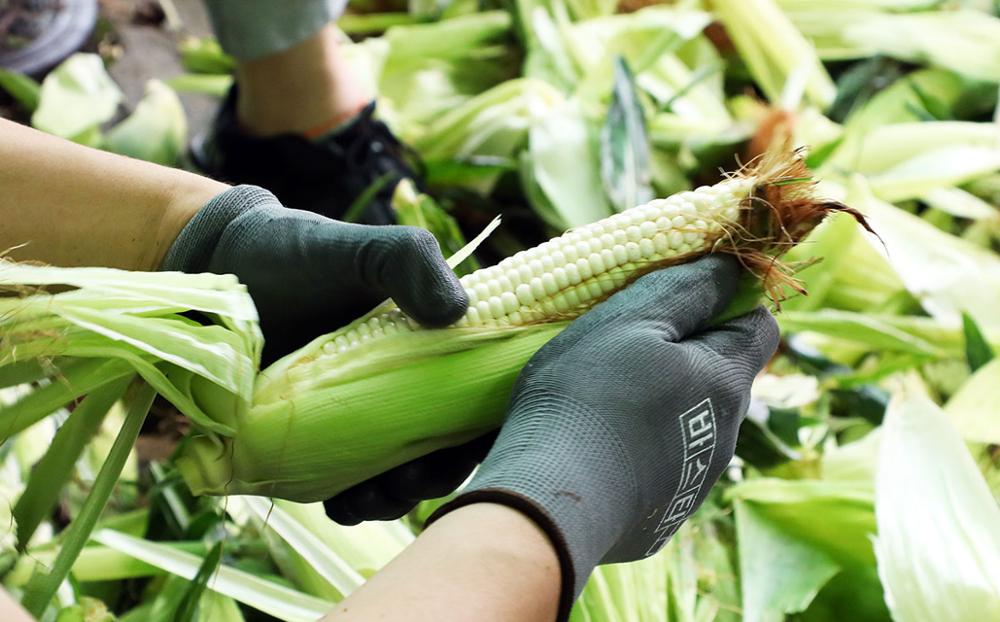 홍천찰옥수수축제