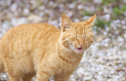 재채기를 하는 새끼 고양이.