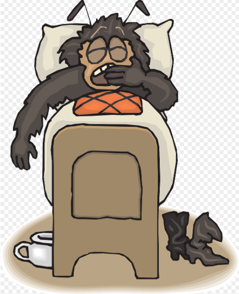 빈대, 베드버그