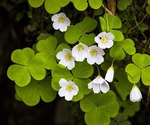 겨울 실내 창가에 피는 사랑초