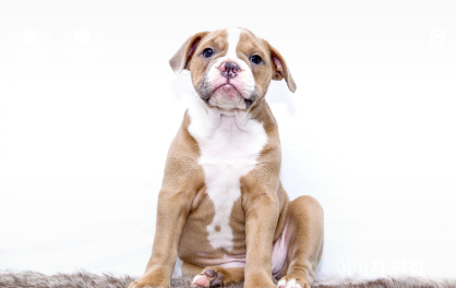 구충제 복용 시 주의사항 관련 사진