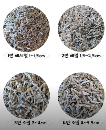 6시 내고향 진도 멸치