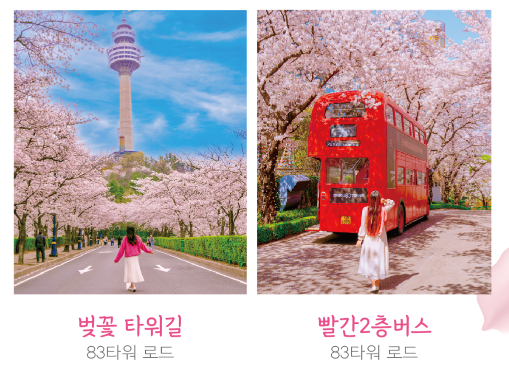 대구 이월드 벚꽃 축제