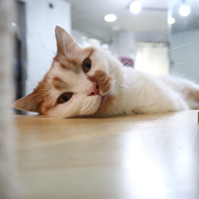 고양이