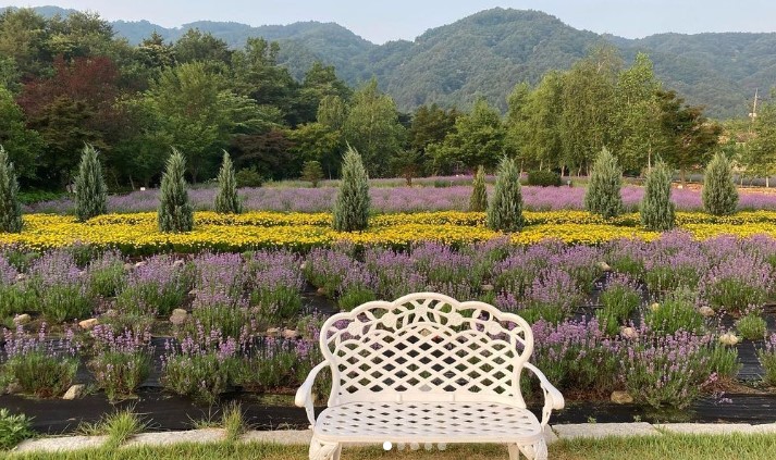 고성 라벤더축제