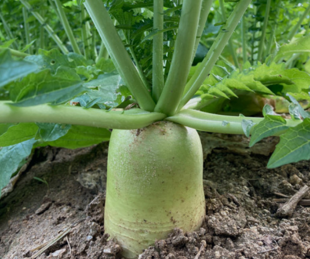 갑오징어 무 육수