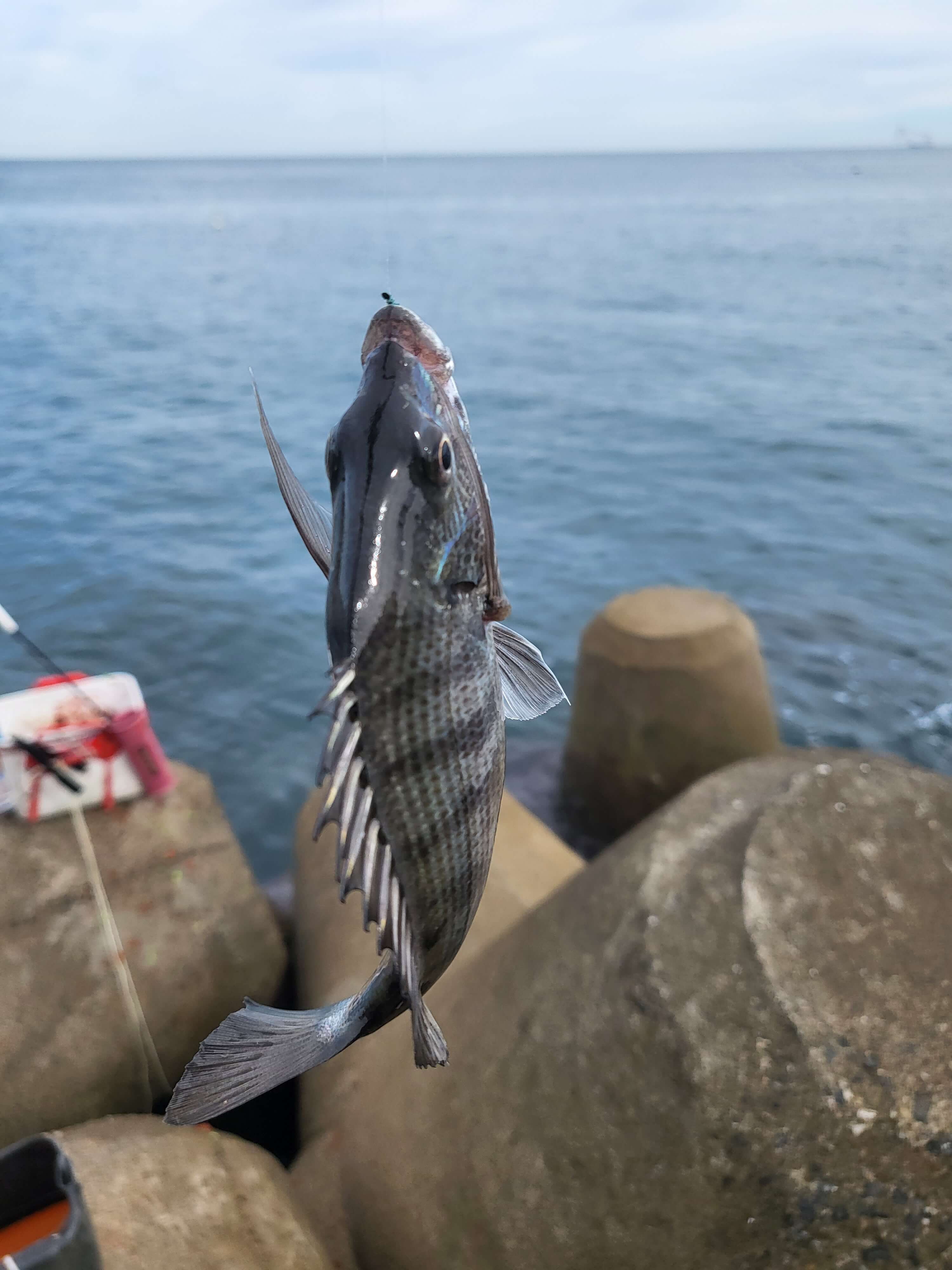 칠암 아나구회, 칠암 방파제, 칠암 야구등대, 칠암 차박하기, 칠암 방파제 낚시 조항