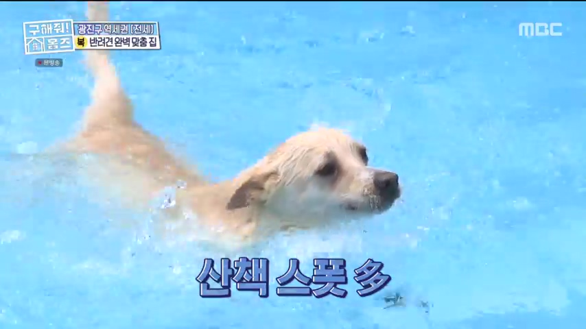 구해줘홈즈 댕댕하우스 동물병원 인접 서울시 광진구 중곡동 전세 매매 매물 가격 및 구조 인테리어 리모델링 최종선택 더보이즈 영훈 현재 소개